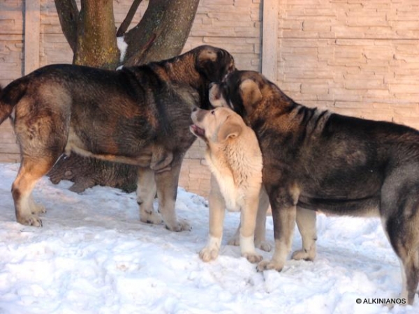 Apolo, Bastien & Astoria
Keywords: Alkinianos snow nieve