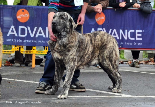 Ares de Villapedre: VG - Young Class Males, Villa de Luarca 27.11.2011
Keywords: 2011