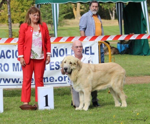 Cachorro macho: Ares de Hazas de Cesto - XXXVIII Monográfica Nacional AEPME - Gordoncillo, Leon 08.09.2018
Keywords: 2018 hazasdecesto