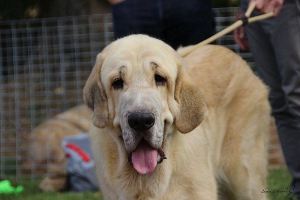 Cachorro macho: Ares de Hazas de Cesto - XXXVIII Monográfica Nacional AEPME - Gordoncillo, Leon 08.09.2018
Keywords: 2018 hazasdecesto