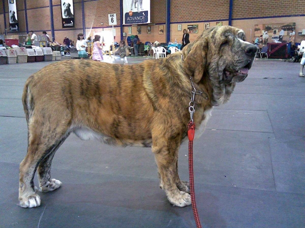 Armani del Agostadero - CAC CACIC Mejor de Raza (BOB) - International Dog Show, Castellón, Spain, 15.06.2008
(Jorgete de Trashumancia X Rubi de Trashumancia)
Keywords: 2008 agostadero