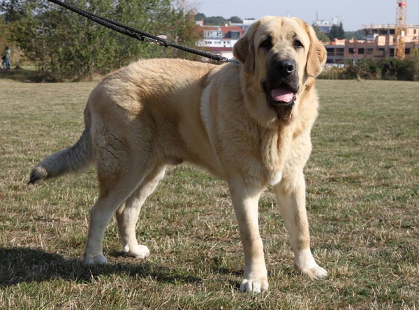 Athos Almapura, Best of Junior - Club dog show KMDPP, Rychety, Czech Republic - 04.10.2015
Happy del Dharmapuri x Quinnie Mastibe
Keywords: 2015