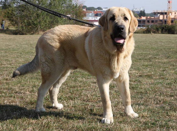 Athos Almapura, Best of Junior - Club dog show KMDPP, Rychety, Czech Republic - 04.10.2015
Happy del Dharmapuri x Quinnie Mastibe
Keywords: 2015