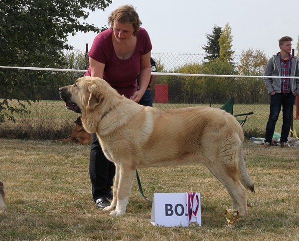 Athos Almapura, Best of Junior - Club dog show KMDPP, Rychety, Czech Republic - 04.10.2015
Keywords: 2015