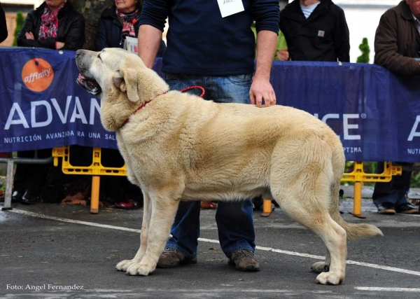 Axel de Villapedre: EXC 1 - Young Class Males, Villa de Luarca 27.11.2011
Keywords: 2011