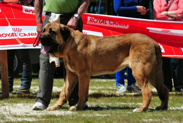 Blas de Picu San Martín: Good - Puppy Class Males, Loredo, Cantabría, Spain 29.06.2013 
Keywords: 2013