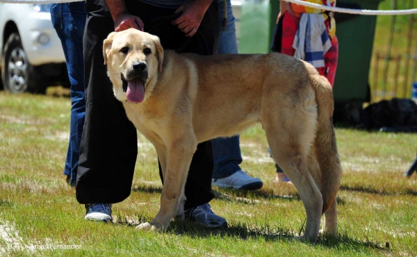 Cleto de Picu San Martín: Good - Puppy Class Males, Loredo, Cantabría, Spain 29.06.2013 
Keywords: 2013