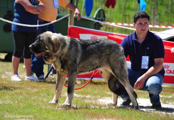 Ronda I de Reciecho: Good - Puppy Class Females, Loredo, Cantabria, Spain 29.06.2013
Keywords: 2013