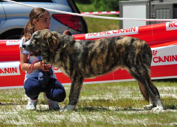 Tigre de Campo del Norte: Good - Puppy Class Males, Loredo, Cantabría, Spain 29.06.2013 
Kľúčové slová: 2013