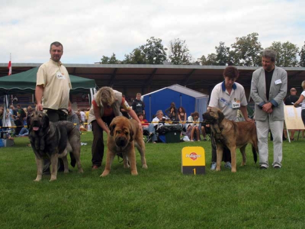 Bancia Dobra Rasa, Domenico Beark Cerny Levhart & Coco Herbu Wielka Lapa - International show Bialystok 26.08.2007
ICh BANCIA Dobra Rasa - Excellent 1, CAC, CACIB, Best Female in Breed 
(Basil Mastifland x Carina z Karolewka)
Breeder: Radek Krzyzanski - owner: Andrzej Lapinski 

Ch DOMENICO BEARK Cerny Levhart - Excellent 1, CAC, CACIB, Best Male in Breed 
(Arak z Kraje Sokolu x Belize Cerný Levhart) 
Born: 08.06.2004 
Breeder: Jana Cermakova - owner: Iva Jarova 

COCO Herbu Wielka Lapa - Excellent 1, Best Junior in Breed, BOB 
Born 26.08.2006 
Breeder: Andrzej Lapinski - owner Anu Reimann 
Keywords: 2007