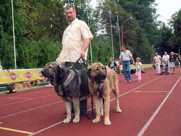 Bancia Dobra Rasa & Coco Herbu Wielka Lapa - International show Bialystok 26.08.2007
ICh BANCIA Dobra Rasa - Excellent 1, CAC, CACIB, Best Female in Breed 
(Basil Mastifland x Carina z Karolewka)
Breeder: Radek Krzyzanski - owner: Andrzej Lapinski 

COCO Herbu Wielka Lapa - Excellent 1, Best Junior in Breed, BOB 
(Unique du Domaine du Runneval X Bancia Dobra Rasa) 
Born 26.08.2006 
Breeder: Andrzej Lapinski - owner Anu Reimann 
Keywords: 2007 herbu