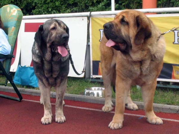 Bancia Dobra Rasa & Domenico Beark Cerny Levhart - International show Bialystok 26.08.2007
ICh BANCIA Dobra Rasa - Excellent 1, CAC, CACIB, Best Female in Breed 
(Basil Mastifland x Carina z Karolewka)
Breeder: Radek Krzyzanski - owner: Andrzej Lapinski 

Ch DOMENICO BEARK Cerny Levhart - Excellent 1, CAC, CACIB, Best Male in Breed 
(Arak z Kraje Sokolu x Belize Cerný Levhart) 
Born: 08.06.2004 
Breeder: Jana Cermakova - owner: Iva Jarova 
Keywords: 2007