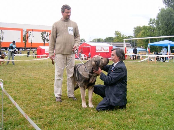 BANCIA Dobra Rasa - Exc. 1, CAC, CACIB, BOB - Kaliningrad, Russia - 11-12.06.2005
(Basil Mastifland x Carina z Karolewka)
Keywords: 2005 herbu