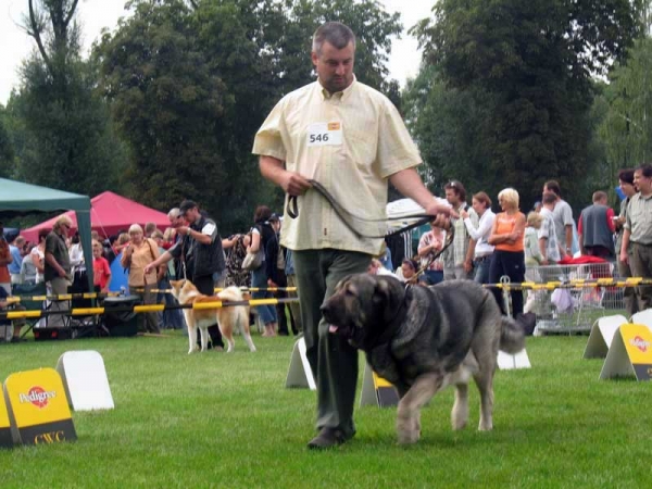 Bancia Dobra Rasa: Exc.1, CAC, CACIB, Best Female in Breed - International show Bialystok 26.08.2007
(Basil Mastifland x Carina z Karolewka)
Keywords: 2007 herbu