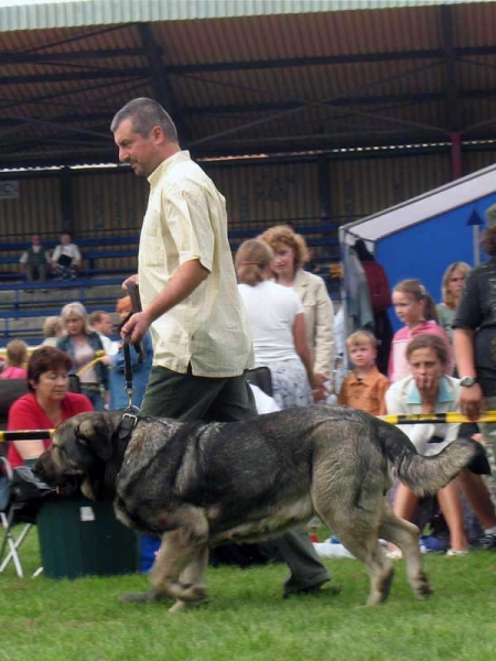 Bancia Dobra Rasa: Exc.1, CAC, CACIB, Best Female in Breed - International show Bialystok 26.08.2007
(Basil Mastifland x Carina z Karolewka)
Keywords: 2007 herbu