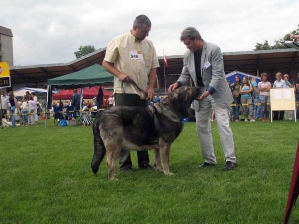 Bancia Dobra Rasa: Exc.1, CAC, CACIB, Best Female in Breed - International show Bialystok 26.08.2007
(Basil Mastifland x Carina z Karolewka)
Keywords: 2007 herbu