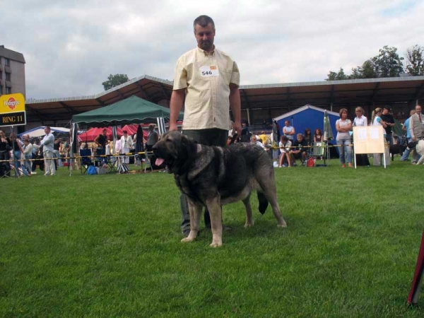 Bancia Dobra Rasa: Exc.1, CAC, CACIB, Best Female in Breed - International show Bialystok 26.08.2007
(Basil Mastifland x Carina z Karolewka)
Keywords: 2007 herbu