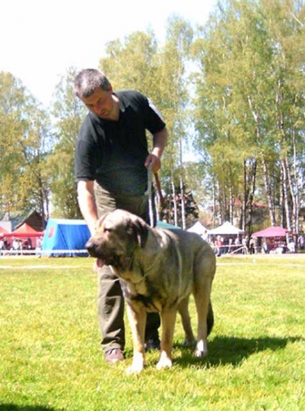 Bancia Dobra Rasa - CAC CACIB BOB - International FCI CACIB Dog Show Valmiera, Latvia - 22.05.2005
(Basil Mastifland x Carina z Karolewka)
Keywords: 2005 herbu