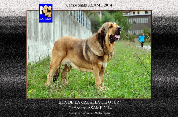 Championship ASAME 2104 - Bea de la Calella de Otur: Champion ASAME 2014
Keywords: calelladeotur 2014