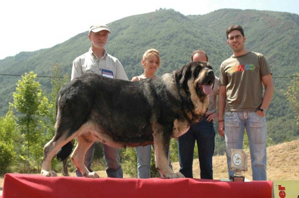 Ch. Concha de Babia: 1. Open Class Females & BIS - Villablino, León, 05.08.2007
Photo: Francisco Baz 
Keywords: 2007 babia