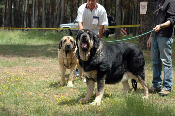 Concha de Babia: 1 & BIS - Open Class Females - Clase Abierta Hembras - Camposagrado, León, 10.06.2007
Keywords: 2007 babia