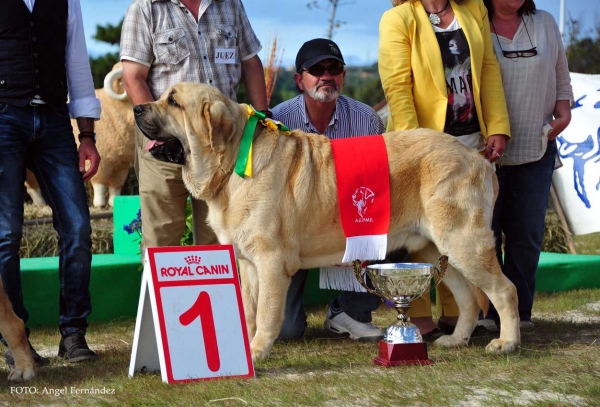 BIS: Yamanko de Fonteferra - Loredo, Cantabria, Spain 29.06.2013
Keywords: 2013