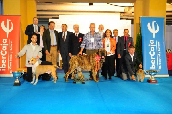 Tigrin de los Zumbos: BIS, International Show, León, Spain 29.09.2013
Zangarron de los Zumbos X Pastora de los Zumbos
Born: 06.11.2010
Kľúčové slová: 2013 zumbos