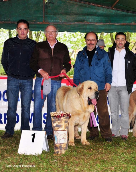 BIS: Nabuco de Montes del Pardo (Open Class Males) - Castañada, Cantabria - 28.04.2012 
Keywords: 2012 pardo