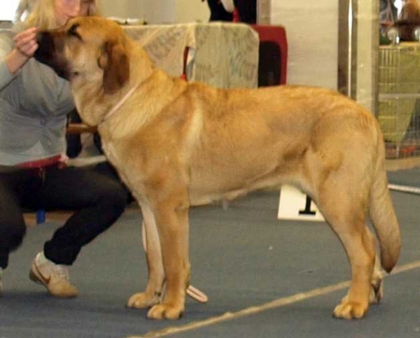 Charisma Zaark Mastibe: exc. 1, Best female 1, CACIB, BOB - Intermedaite Class Females, International Dog Show, Tallinn, 13-14.02.2009
Keywords: 2009