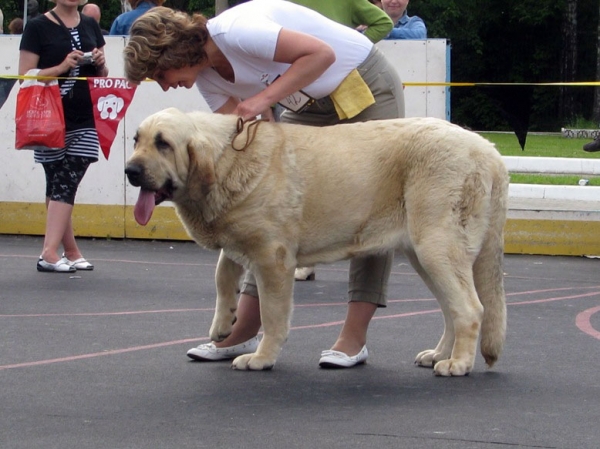 Joko Mastibe:­ exc 1, CAC, Best female, Best of breed (BOB) - Intermediate Class Females, The Cup of Pro Pac 2009, Noginsk, 07.06.09 
Basil Mastifland and Goya Mastibe
Born: 20.12.2007 
Keywords: 2009 cortedemadrid