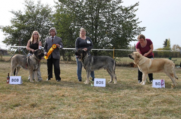 BOB Bincie Bella Sabebe, BOS Bribon I de Filandon, BOJ Athos Almapura - Club dog show KMDPP, Rychety, Czech Republic - 04.10.2015
Keywords: 2015