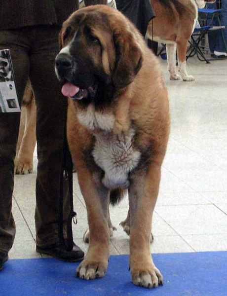 Aragon vom Eisinger Land: excellent 2 - Young Class Males, International Show, Brno, Czech Republic, 07-08.02.2009
(Arak z Kraje Sokolu x Luana vom Haus vom Steraldted)
Born: 29.12.2007

Photo: Iva Jarova, 'Mastibe' © Copyright
Keywords: 2009 sokol