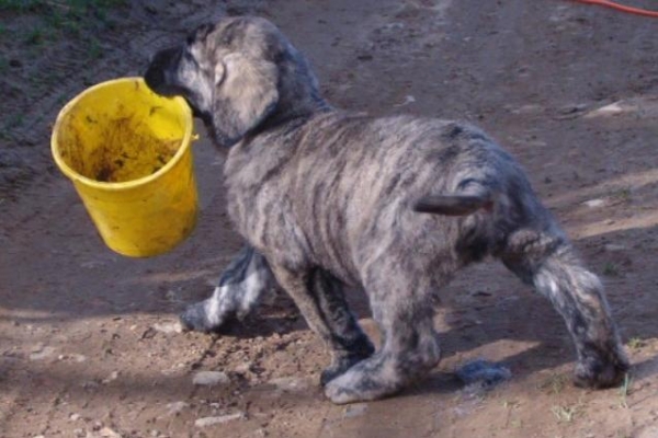 Puppy from kennel Du Vimel
Keywords: vimel