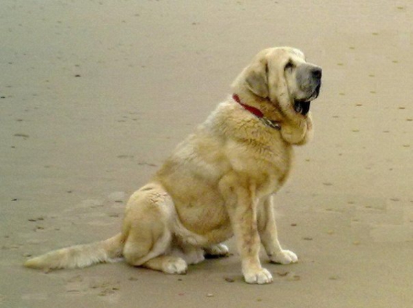 Bach en la playa (Enero 2010)
Keywords: cangueta