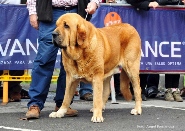 Balak de Tierra de Orbigo: EXC 4 -  Open Class Males, Villa de Luarca 27.11.2011
Keywords: 2011