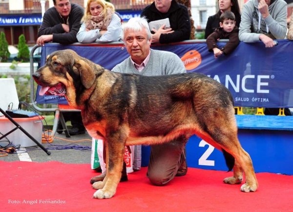 Bandido de Fuente Mimbre: EXC 2 - Young Class Males, Villa de Luarca 27.11.2011
Keywords: 2011 fontexunquera