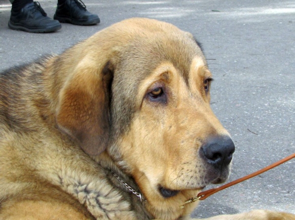 Barbaro de Buxionte:­ very promising 1, Best puppy - Puppy Class Males, The Cup of Pro Pac 2009, Noginsk, 07.06.09 
Keywords: 2009 head portrait cabeza