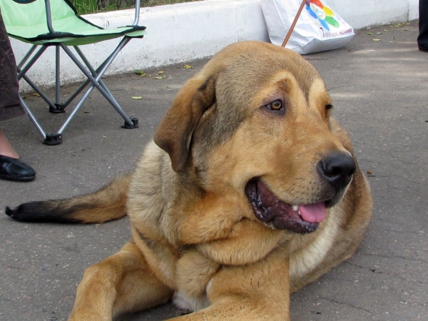 Barbaro de Buxionte:­ very promising 1, Best puppy - Puppy Class Males, The Cup of Pro Pac 2009, Noginsk, 07.06.09 
Keywords: 2009