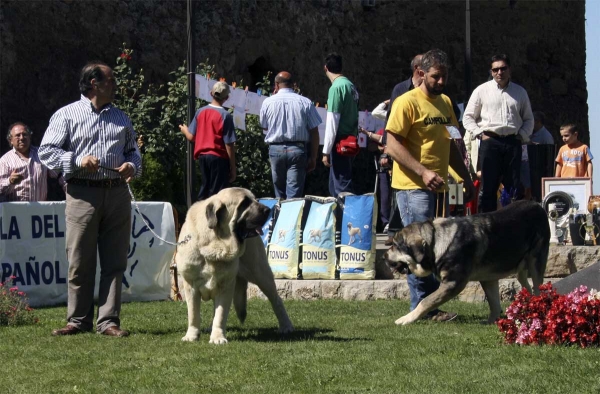 Bardo de La Salombra: EXC 1º & Macino de Campollano: EXC 2º - Clase Intermedia Machos, Valencia de Don Juan 13.09.2008
Bardo: (Sansón x Telma de Campollano) - Born: 08.11.2006 
Breeder: Santiago Cirilo Santamaria Casado, owner: José Manuel Lodeiro Campo

Macino: (Catón de Campollano x Salsa de Campollano) - Born: 16.12.2006 
Breeder & owner: José Luis Moncada de la Granja
Keywords: 2008