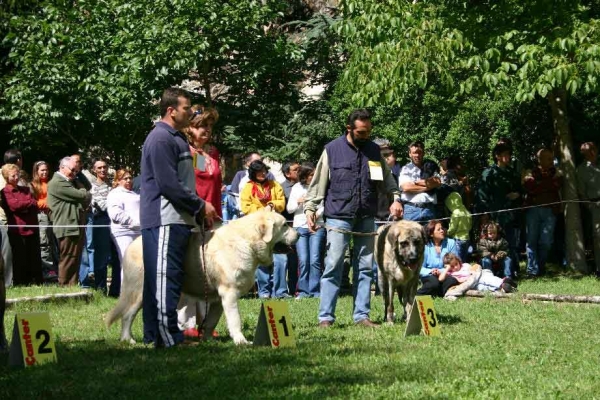 Intermediate Class Males - Barrios de Luna, León, 11.09.2005
Mastines from Reciecho
Keywords: 2005