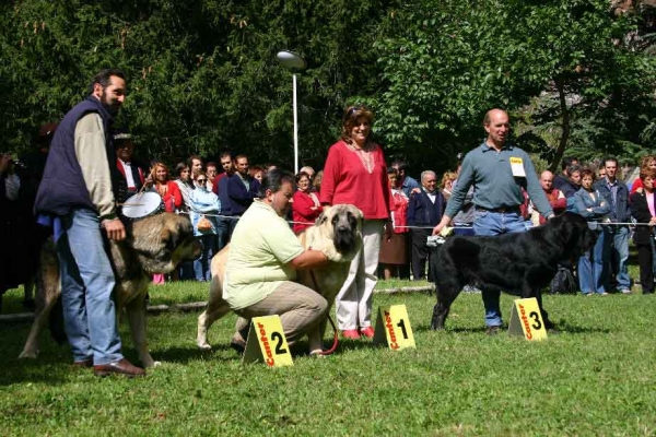 1º - Sanson, 2º - Ronco de Reciecho, 3º - Costero de Reciecho - Young Class Males - Barrios de Luna, León, 11.09.2005
 

Keywords: 2005