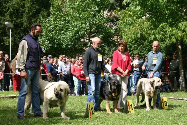 Open Class Females - Barrios de Luna, León, 11.09.2005
1ª - Female from Babia - daughter of Ulises
2ª - Granda de Rechieco
3ª - Dicina de Buxionte  

Keywords: 2005