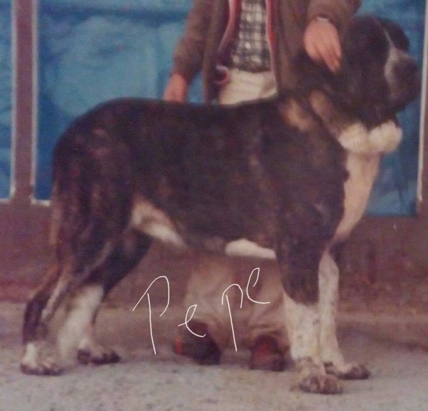 Becerrillo,1987 - Propiedad de Luis Esquiró  
Fotografía de Pepe Peluca
Keywords: 1987 trashumancia