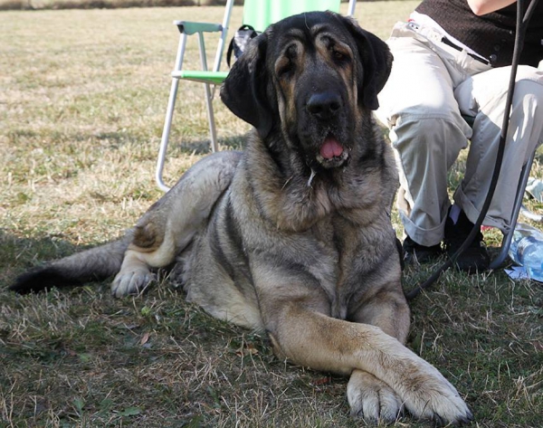 Bella - Club dog show KMDPP, Rychety, Czech Republic - 04.10.2015
Keywords: 2015