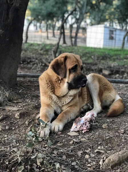 Bellota Segar  de Las Canas
Canelo x Garcia Segar de Las Canas
