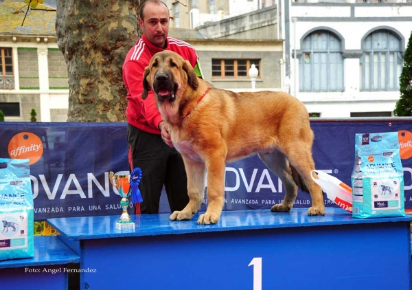 Benito de Andecé de Nava: VG 1, Best Puppy - Puppy Class Males,  Villa de Luarca 27.11.2011
Keywords: 2011