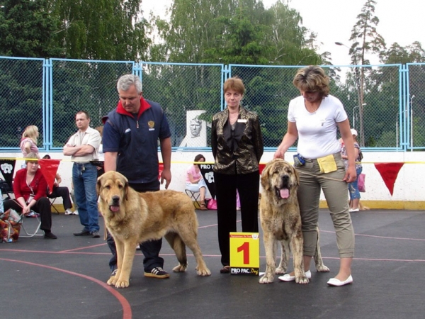 Violetta de Vida:­ exc 1, CAJC, Best junior - Junior Class Females, The Cup of Pro Pac 2009, Noginsk, 07.06.09 
Keywords: 2009