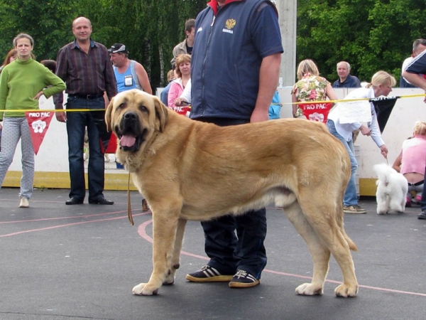 Trez de Bao la Madera:­ exc 1, CAC, Best male - Champion Class Males, The Cup of Pro Pac 2009, Noginsk, 07.06.09 
Keywords: 2009