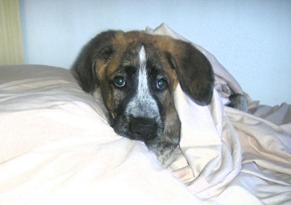 Puppy from Spain
In the bed...
Keywords: cachorro