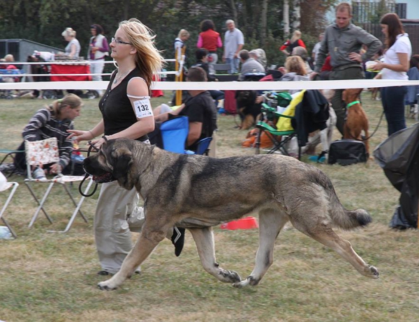 Bincie Bella Sabebe - Club dog show KMDPP, Rychety, Czech Republic - 04.10.2015
Keywords: 2015